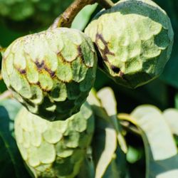 Los Árboles Después De 2 Años De Cuidado Y Amor , Están Listos Para Ir A Casa,.