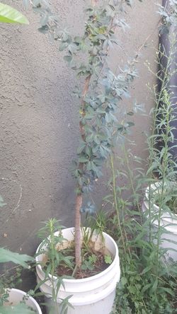 Pinzan o guamuchil