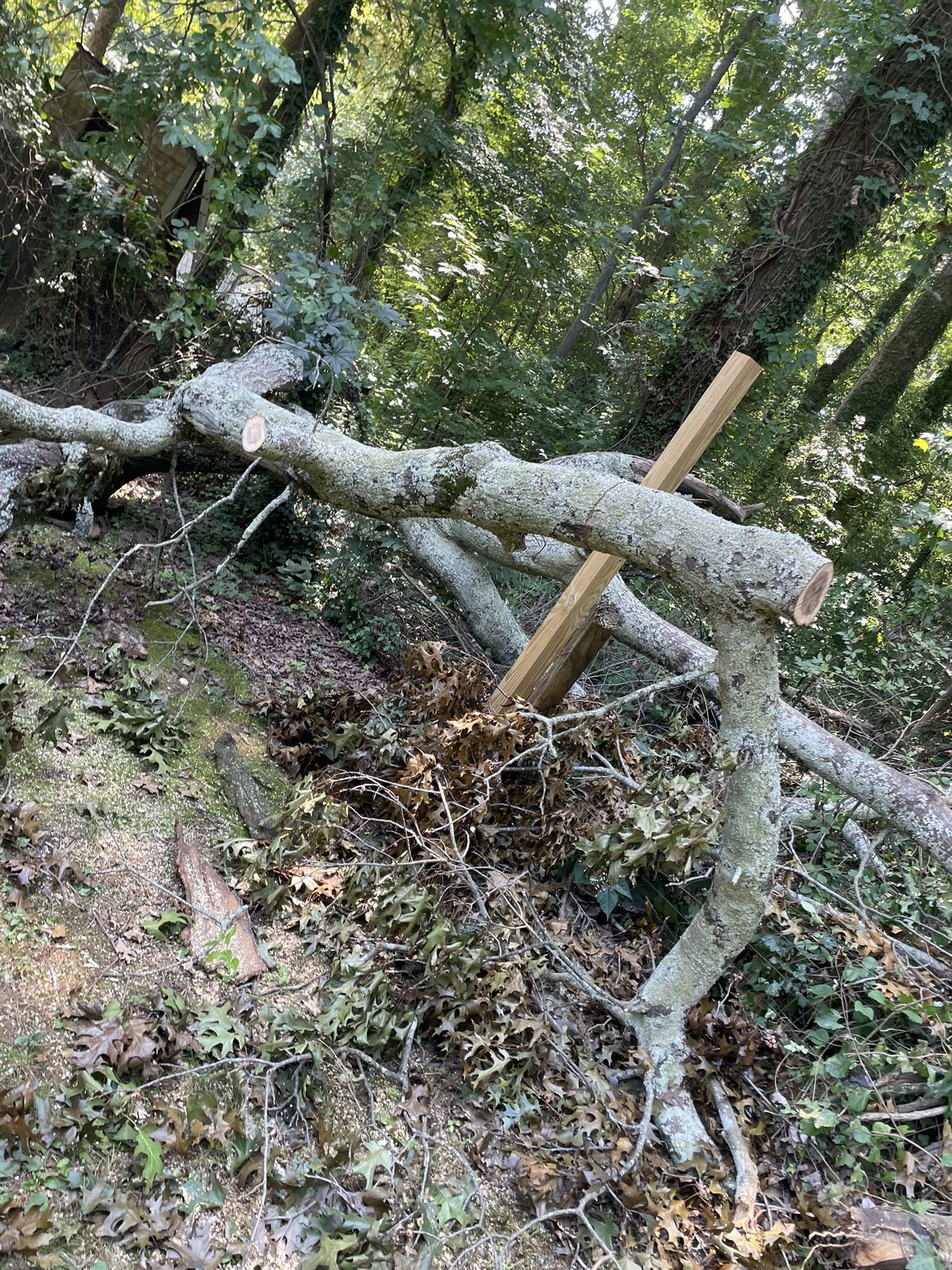 Firewood