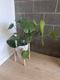 Monstera-everything Included, Pot With Stand