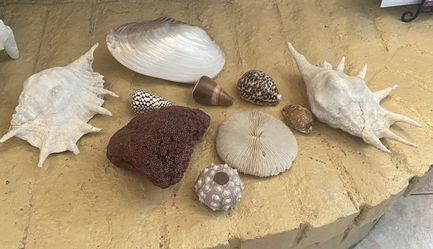Assorted Seashells 