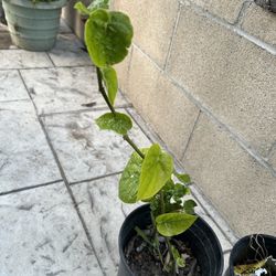 Bettel Leaf Plant (Indian Paan 