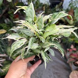 4” syngonium starlite