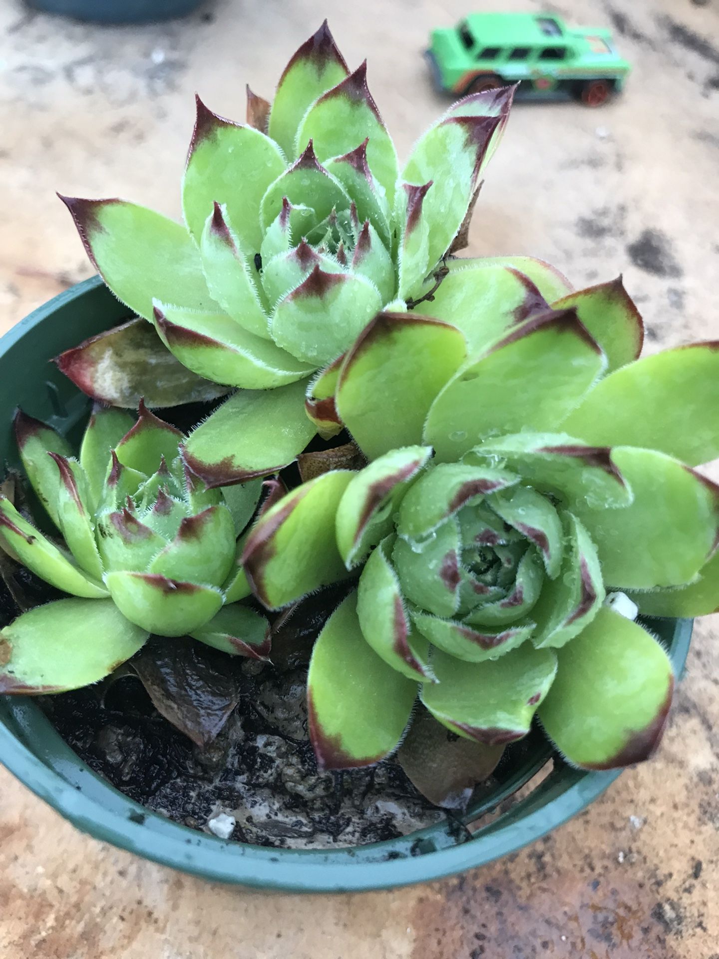 Hens & Chicks Succulent  (3-4 plants per pot)-Sempervivum - 3.5 inch pot 