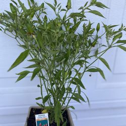 Planta De Chile Super Chile, En Maceta De 4 Pulgadas Pick Up Only