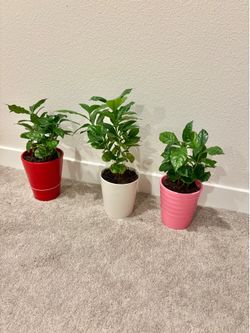 Coffee plants