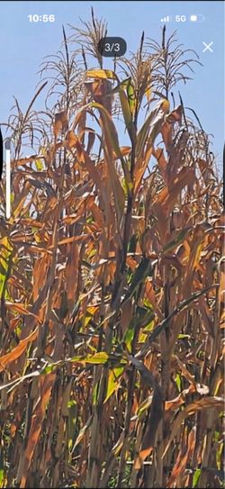 Milpa seca para decorar  Halloween.  10$.   La docena