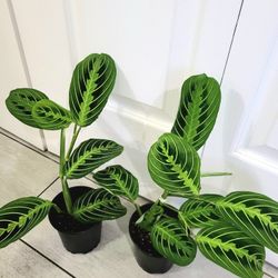 🌿Healthy Live Air Purifying Houseplant Lemon Lime Prayer In Pot 4" ~ $8/Ea