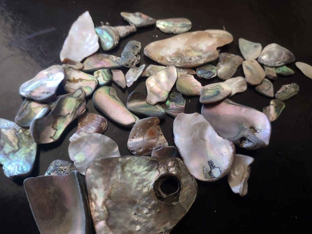 Abalone Shell 