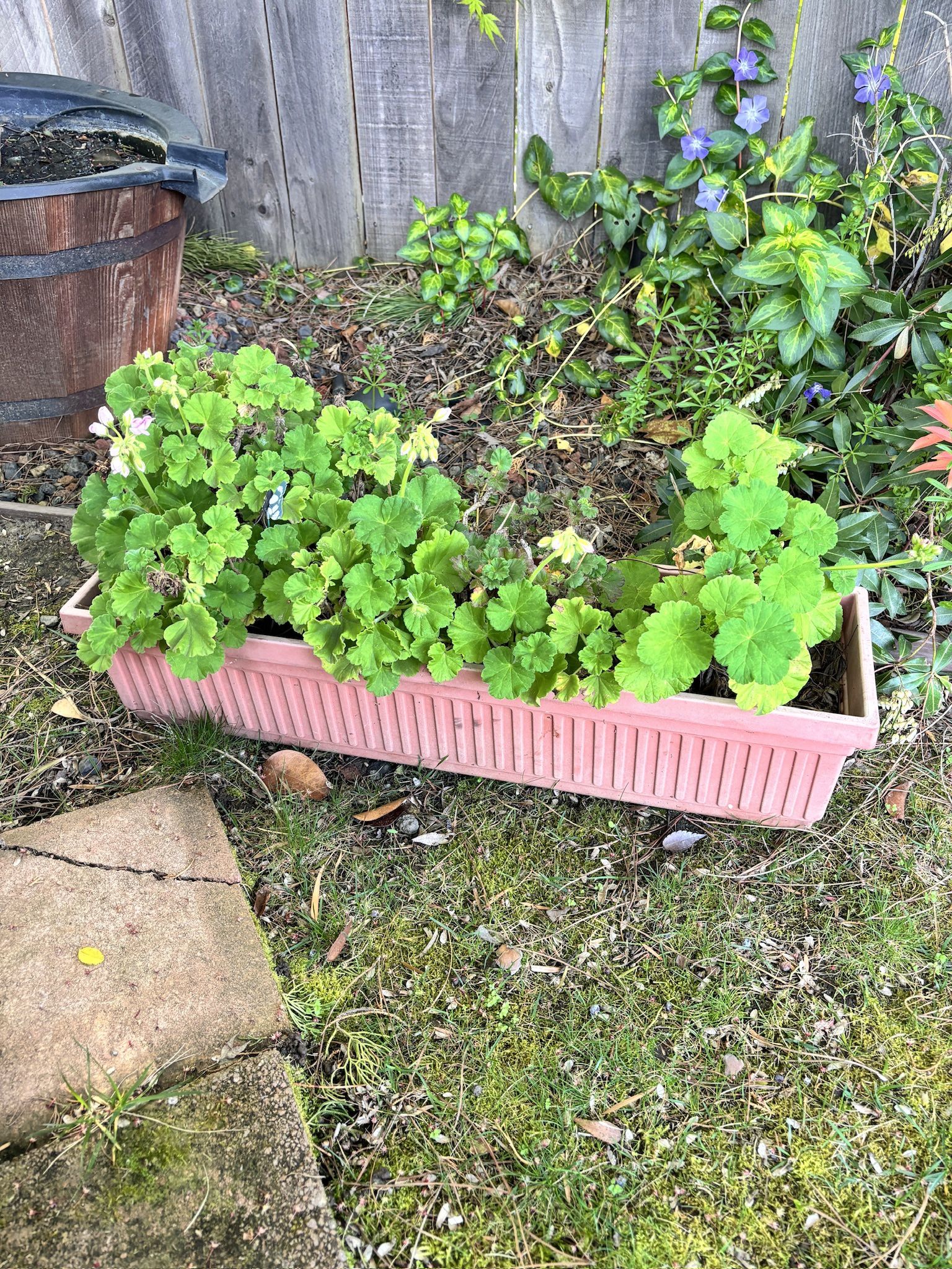 Geranium In Plastic Planter Box