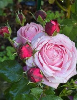 Plant Sale Fri 26 Sat 27 9-4 Rain or shine