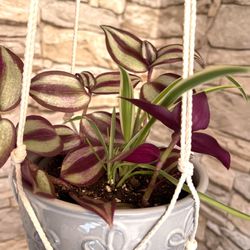 Tradescantia Zebrina And Spider Plants in cute 6"H Ceramic Pot With White Or Gray Macrame. 