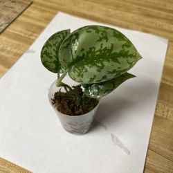 Scindapsus Silver Lady