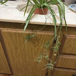 Big spider plant with babies