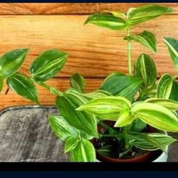 Beautiful Ornamental Plant 🪴 