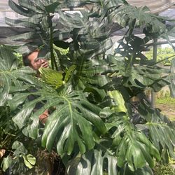 Enormous Monstera Deliciosa 
