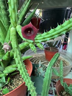 Huernia ojo de dragón