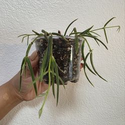 Hoya Linearis 