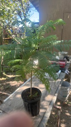 Jacarandas tree $8