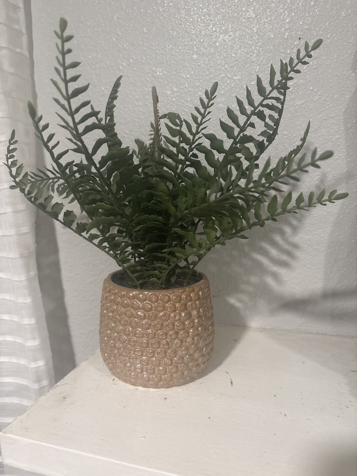 Potted Fern Plant