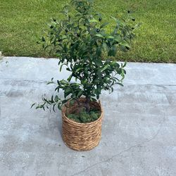 Artificial Olive Tree With Wicker Basket