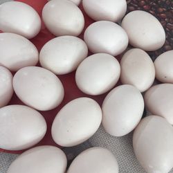 Fresh Duck Eggs $1 / one