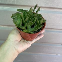 4” Crested Medusa