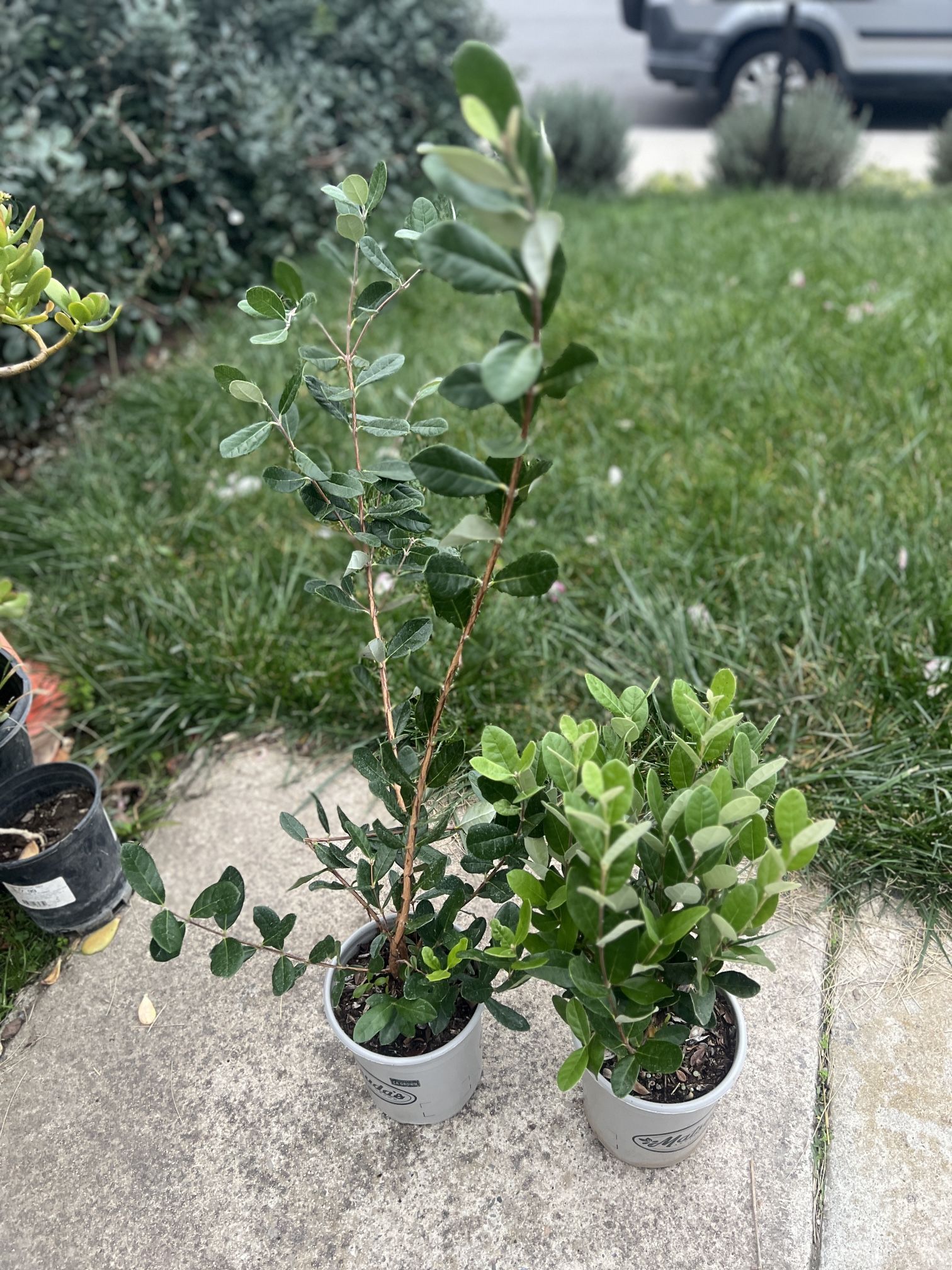 $25 Each Feijoa Sellowiana Pineapple Guava Live Fruit Tree Plant