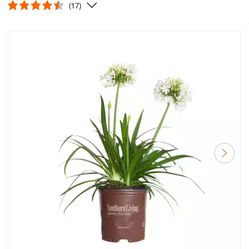 White Agapanthus (Lily of the Nile) with Reblooming White Flower Clusters