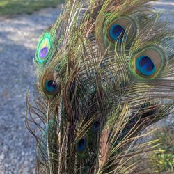 Peacock feathers