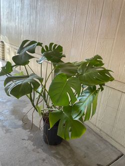 Mosterra natural $$35