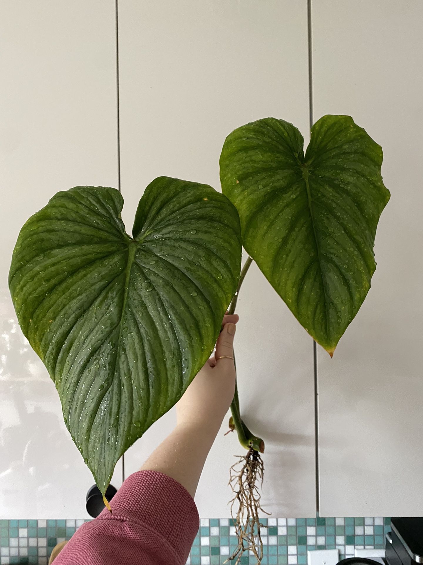 pending | Philodendron sodiroi aff rooted mid cut Rare Collector Plant