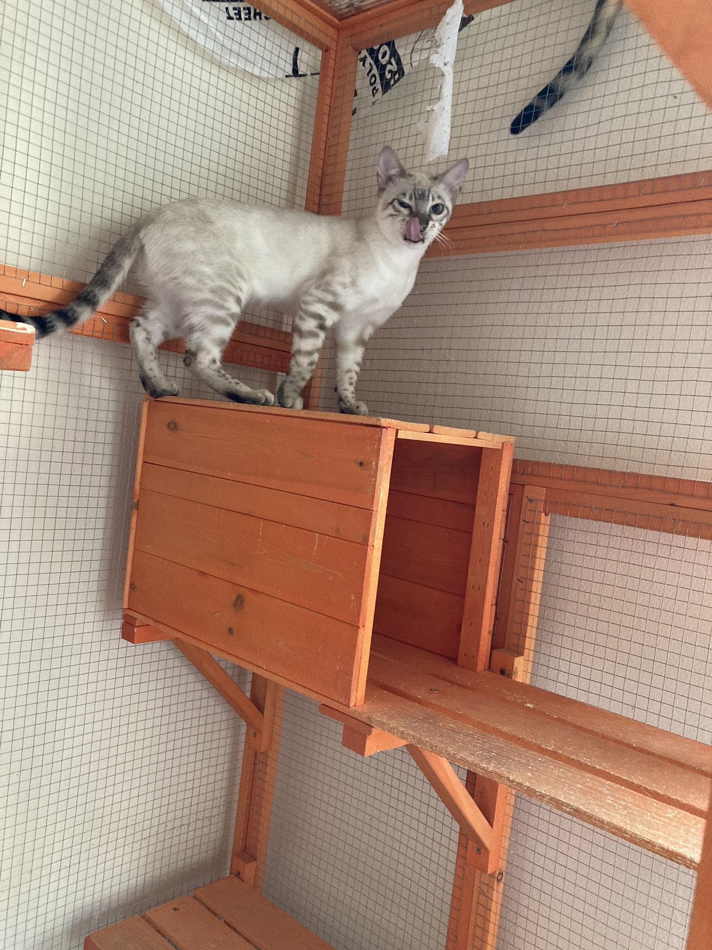 Kitty Litter 