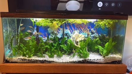 RARE-30 Gallon wide fish tank set up .