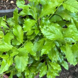 Upright ornamental Bushes With Gorgeous Purple Flowers & Hanging Succulents 