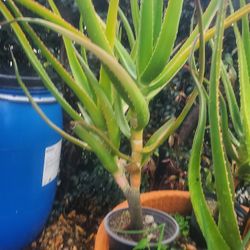 Áloe Verá Tree 3 Ft Tall  $30