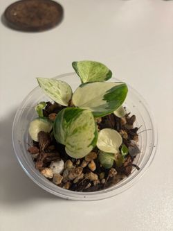 Manjula Pothos starter