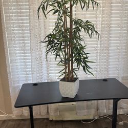 41” Tall Bamboo Plant