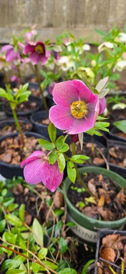 Hellebores