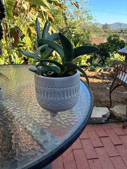 Succulent Plant in White Ceramic Pot