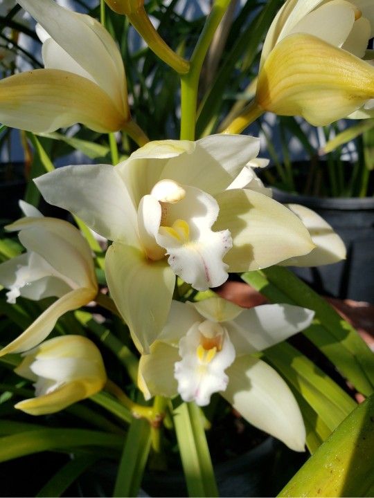Huge Orchid Plant ( Simply Cymbidium)