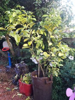 Lime tree