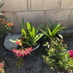 Beautiful Amaryllis Flowers Plants Pot