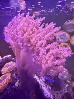Kenya Tree Coral