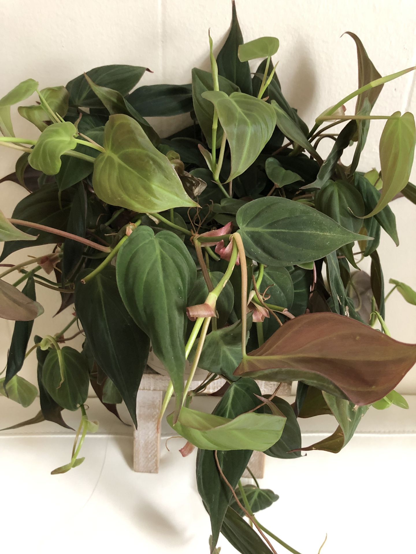 Philodendron Micans In 6 inch pot Super healthy Vining house plant with Velvet leaves