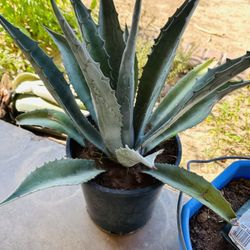 BLUE AGAVE PLANT BIG READY FOR TRASPLANTER MAGUEY PLANTA GRANDE 