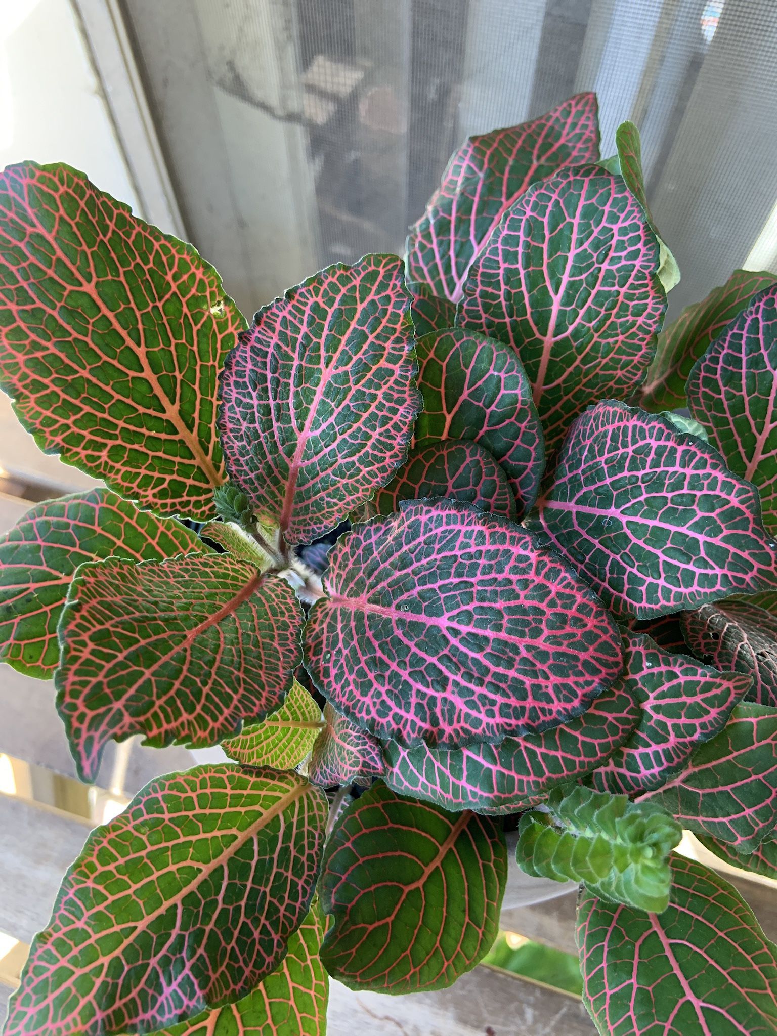 Fittonia Pink Nerve Plant in 6” Pot