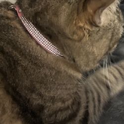 Rhinestone Collars For Kitty Cats