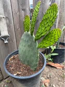 Cactus
