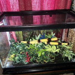 10 Gallon Aquarium Terrarium!